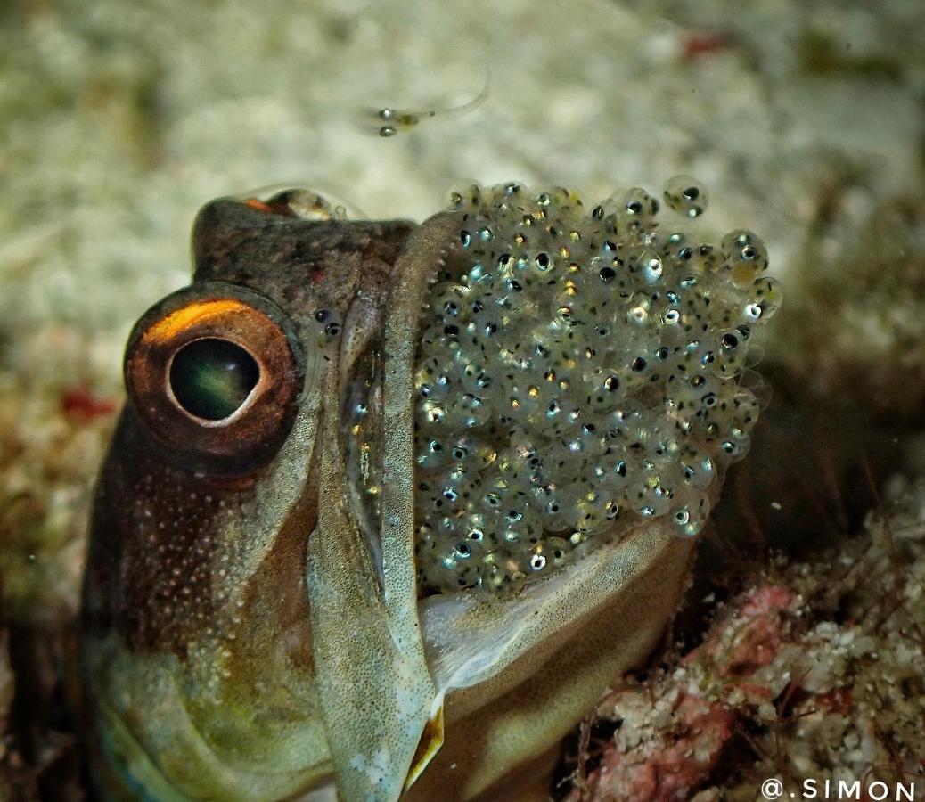 K2 Lembeh Dive Resort Bitung Extérieur photo
