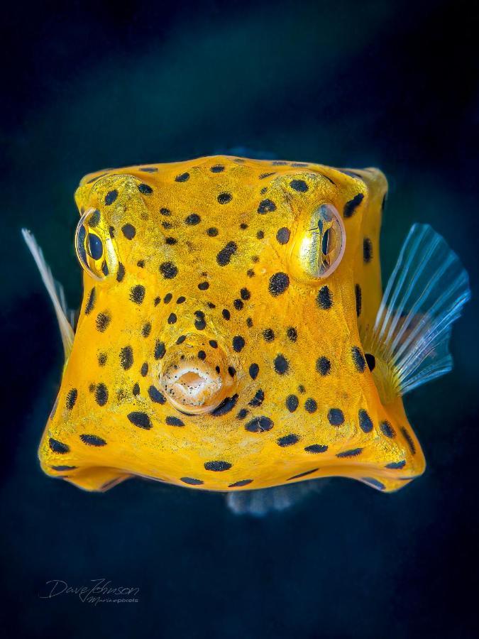 K2 Lembeh Dive Resort Bitung Extérieur photo